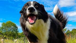 Fundraiser by Dollie Honey : Help Dallas