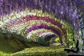 Wisteria Driveway Kitakyushu Wisteria Garden Wisteria Tunnel