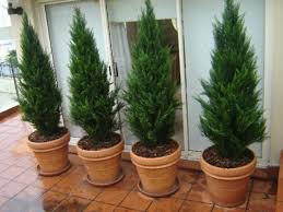 We did not find results for: Cedars Conifers