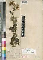 Image result for Vernonia lasiopus