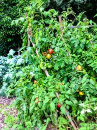 You can make your own tomato trellis using supplies from a home improvement store. Video How To Build A Tomato Trellis Kevin Lee Jacobs