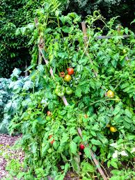 They also help plants receive adequate circulation and sunlight, which makes for a higher density tomato crop and lets you conserve space in your garden for other plants and produce. Video How To Build A Tomato Trellis Kevin Lee Jacobs