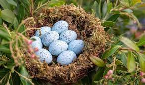 How To Care For A Baby Blue Jay Birding Deport
