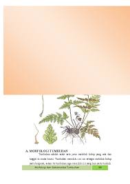 Thank you farah darleena sebab tolong carikan. Doc Morfologi Tumbuhan Devita Suba Academia Edu