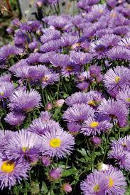 Check spelling or type a new query. Fiori Lilla Nomi