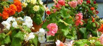 Begonias Tuberous Begonia White Flower Farm Begonia