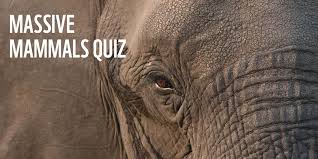 There are lots of different icebreaker games to choose. Massive Mammals Quiz Wwf