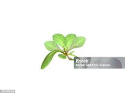 Image result for Hypertelis cerviana