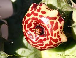 Image result for Hypertelis cerviana