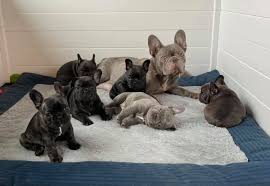 French bulldog mix puppies wisconsin. For The Love Of Frenchies French Bulldogs Llc Wisconsin Home Facebook