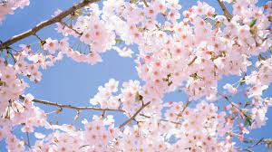 Cherry Blossom Wallpapers Top Free Cherry Blossom Backgrounds Wallpaperaccess