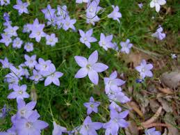 Image result for Wahlenbergia wittei