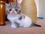 Exotic Shorthair Kittens - Mt. Baker Exotic Shorthairs