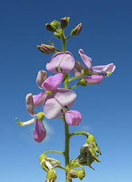 Image result for Desmodium subsecundum