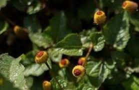 Image result for Spilanthes costata