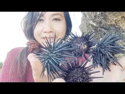 Check spelling or type a new query. Makan Bulu Babi Mentah Langsung Dipantai Eat Sea Urchin Youtube