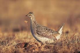 Sharp Tailed Grouse Saskatchewan S Provincial Bird North American Animals Grouse Grouse Hunting