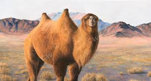 Wild bactrian camel in the gobi desert. Wildkamelportrait Der Konig Der Gobi The Wild Camel Protection Foundation