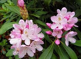 Amazon Com 50 Rosebay Rhododendron Maximum White Pink Laurel Bush Shrub Flower Seeds Flowering Plants Garde Flower Seeds Bushes Shrubs Planting Flowers