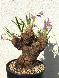 Image result for Xerophyta trichophylla