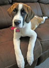 Black And White St Bernard Puppy Dogsorb Types Of Dogs Find More About Types Of Dogs Https Www Dogsorb Com Dogsorb Caucasianmountainshephe St Bernard Mix Mixed Breed Dogs Saint Bernard