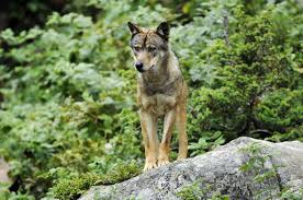 15€ pour les adultes, 13€ pour les enfants (gratuit pour les moins de 4 ans), autres tarifs ici (groupes Parc Animalier Les Angles Nature Et Zoo Le Blog Des Parcs Zoologiques