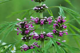 Tác dụng của cây ích mẫu tốt cho phụ nữ nhưng bà bầu thì sao? Uống Cao Ích Mẫu đẹp da có thật không?