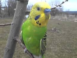 Imight have a blackface budgie by: Opaline Budgie Types Of Budgie Birds