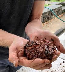 Image result for Red Wigglers