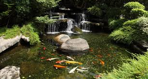 To speed up your garden pond algae control efforts, start by manually removing as much of the algae regular pond maintenance is very important to ensure the water stays clear! Keeping Your Pond Clean Healthy And Algae Free Levy S Lawns And Landscaping