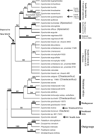 Image result for Dyschoriste radicans