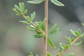 Image result for Chironia gratissima