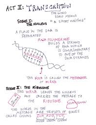 A piece of paper advertising a play and giving information about where and when it is being…. Science Tutor Protein Synthesis Graphic Organizer Storyboarding