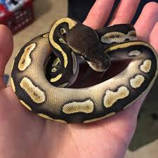 Pin By Bean On Cute Pet Snake Snake Terrarium Python Regius