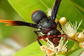 Although both help as pollinators, both are capable of stinging. Black And Red Mason Wasp Cute Yet Dangerous Steemit