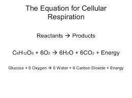 • cellular respiration equation (products and reactants) c6h12o6 + o2 æ co2 + h2o + energy reactants products • oxidation/reduction (include examples) the equation for photosynthesis can be written as: Photo Cr Notes