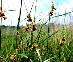 Image result for Schoenoplectus scirpoides