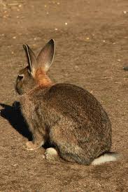 Rabbit on vi phrasal phrasal verb, intransitive: Behind The French Menu Lapin And Lievre Rabbits And Hares Rabbit And Hares In French Cuisine