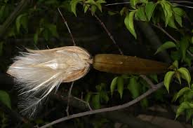 Image result for Strophanthus amboensis