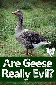 I especially like the section on resources for online an easy to follow guide to raising geese successfully the first time, avoid the need to visit the vet and save money from deadly mistakes. 5 Things To Know Before You Get Geese