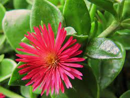 Aptenia Red Apple Baby Sun Rose World Of Succulents Desert Rose Plant Succulents Ice Plant