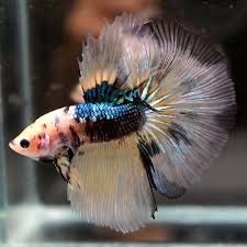 Live Betta Fish Yellow Koi Blue Galaxy Halfmoon Hm Male 323 Betta Fish Betta Siamese Fighting Fish