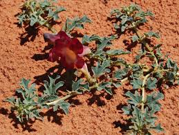 Image result for Holubia saccata