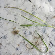 Image result for Zosteraceae