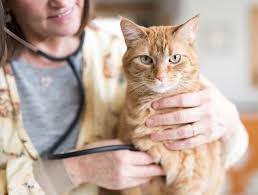Veterinary clinic, carol hurn dvm Portland Veterinary Services Exceptional Cat Care