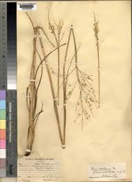 Image result for Panicum kalaharense