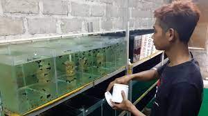 Maybe you would like to learn more about one of these? Modal Nekat Budidaya Ikan Guppy Suranto Kini Tembus Pasar Asia Dan Eropa Suara Jogja