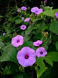 Image result for Ipomoea heterotricha