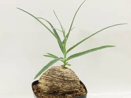 Image result for Trochomeria polymorpha