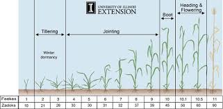 Adaptive Wheat Management Increasing Wheat Yield By
